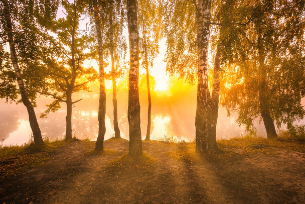 Sonbahar sabahı gölette altın sisli bir gün doğumu. Dalları kesen güneş ışınlı huş ağaçları suya yansıyor.. - Fotoğraf, Görsel