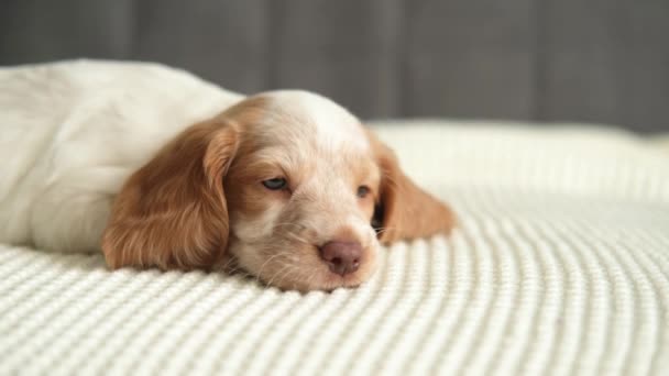 4K. ruso spaniel rojo y blanco merle azul ojos cachorro perro acostado en sofá - Imágenes, Vídeo
