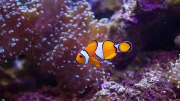 Bohóchalak közelsége a víz alatt úszkál a korallok között. Anemonhalak gyakran élnek korallok közelében. - Felvétel, videó