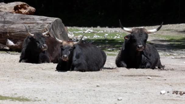 Heck-Rinder, Bos primigenius taurus, behaupteten, den ausgestorbenen Auerochsen zu ähneln. Heimische Hochlandrinder in einem deutschen Park gesehen - Filmmaterial, Video