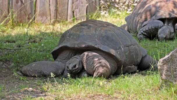 Az Aldabra óriás teknős (Aldabrachelys gigantea) Curieuse-szigeten (egy sikeres vadteknős-védelmi program helyszíne) Praslin-szigeten a Seychelle-szigeteken - Felvétel, videó