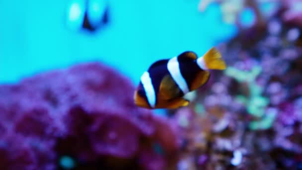 Κοντινό πλάνο του clownfish κολύμπι κάτω από το νερό μεταξύ των κοραλλιών. Anemonefish συχνά ζουν κοντά σε κοράλλια. - Πλάνα, βίντεο