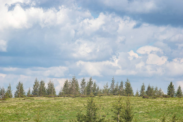Une prairie parmi une forêt de conifères dans les montagnes des Carpates en Ukraine. Voyage et repos en Ukraine. Paysage de montagne. - Photo, image