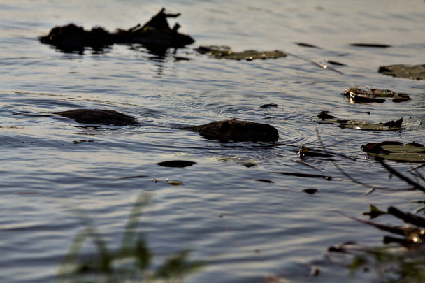 Nutria schwimmt bei Sonnenuntergang am Ufer eines Sees - Foto, Bild
