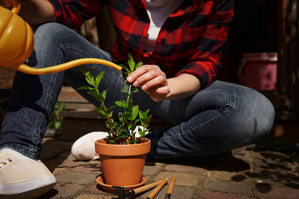 Gros plan d'un jardinier méconnaissable arrosant une plante de menthe en pot dans un pot d'argile. Loisirs de plein air, jardinage et loisirs concepts - Photo, image