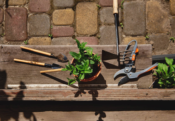 Composition à plat avec outils de jardinage, cisailles de jardin et un pot d'argile avec des feuilles de menthe plantées couché à la porte dans un gazebo de campagne en bois. Nature morte - Photo, image