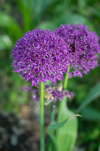 Botanical collection, violet blossom of ornamental garden plant Alllium, chive onion plants - Photo, Image