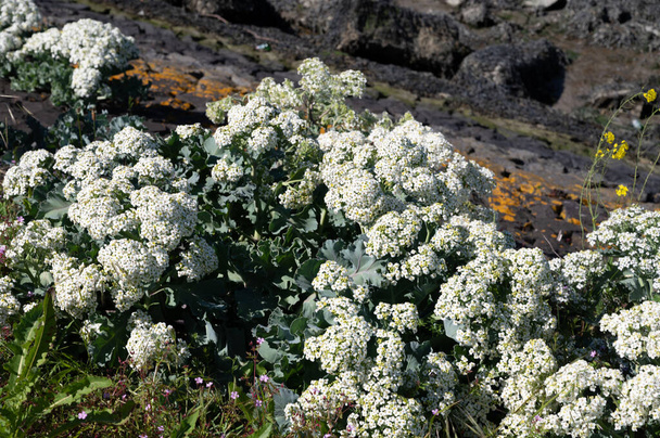 Βοτανική συλλογή, λευκό άνθος του φυτού Crambe maritima ή sea kale, seakale ή crambe ανθοφόρο φυτό του γένους Crambe της οικογένειας Brassicaceae. Αναπτύσσεται άγρια κατά μήκος των ακτών της ηπειρωτικής Ευρώπης και των Βρετανικών Νήσων. - Φωτογραφία, εικόνα