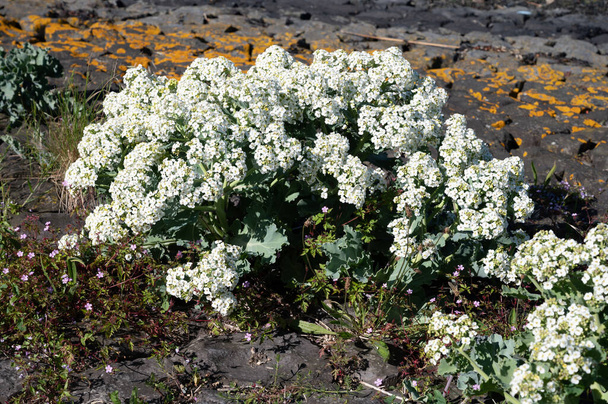Botanical collection, white blossom of eadible sea shore plant Crambe maritima or sea kale,seakale or crambe flowering plant in genus Crambe of the family Brassicaceae. It grows wild along coasts of mainland Europe and the British Isles. - Photo, Image