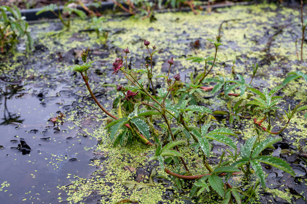 Botanical collection, Comarum palustre or Potentilla palustris medicinal plant, known by the common names purple marshlocks, swamp cinquefoil and marsh cinquefoil waterside shrub. - Photo, Image