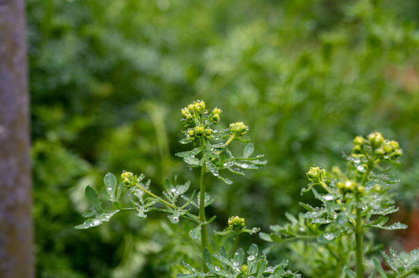 Βοτανική συλλογή, Ruta graveolens φαρμακευτικό φυτό ή ισχυρή μυρωδιά rue, κοινώς γνωστή ως rue ή βότανο της χάριτος, είναι τα είδη της Ruta που καλλιεργούνται ως διακοσμητικά φυτά και βότανα. - Φωτογραφία, εικόνα