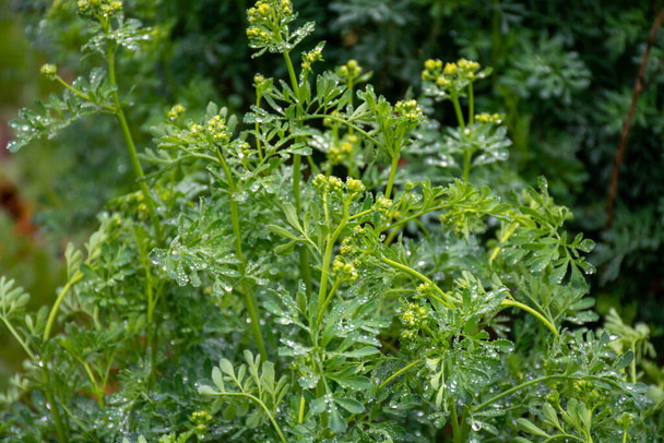Botanische collectie, Ruta graveolens medicinale plant of sterk ruikende rue, algemeen bekend als rue of kruid-of-grace, is soorten van Ruta geteeld als sierplant en kruid. - Foto, afbeelding