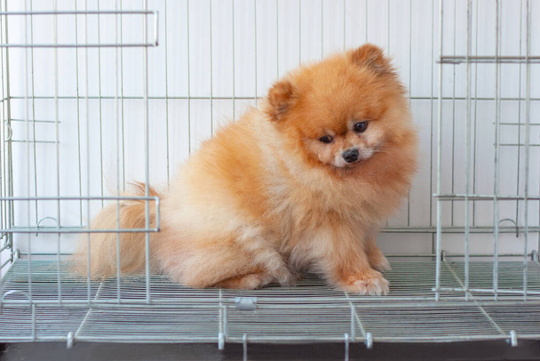 A small fluffy orange dog Pomeransky sits in an iron cage with an open door - Zdjęcie, obraz