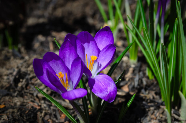 Close-up van Two Purple Crocus bloemen in een tuin - Foto, afbeelding