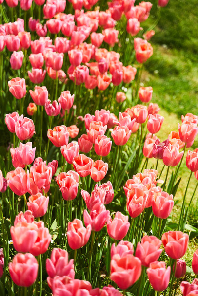Rote schöne Tulpenfelder im Frühling mit Sonnenstrahlen. Hochwertiges Foto - Foto, Bild
