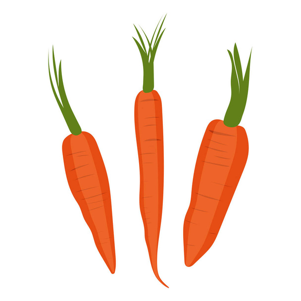 Bonita zanahoria aislada sobre fondo blanco. Verduras con caroteno. Ilustración para imprimir en tiendas online de comestibles, almohada decorativa, decoración. Gráficos vectoriales. - Vector, Imagen