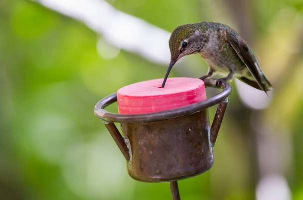 Close-up foto van een enkele vrouwelijke Anna 's kolibrie (Calypte anna) eten van een door de mens gemaakte feeder. - Foto, afbeelding