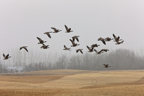 Canada Goose in Flight - Photo, Image