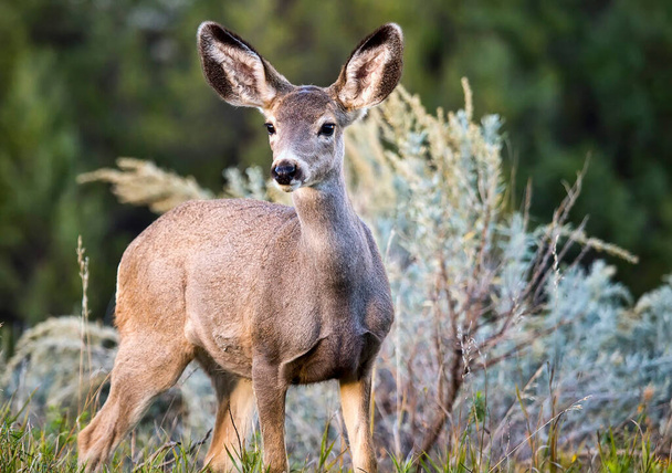 A wild black-tailed deer at Theodore Roosevelt National Park in North Dakota. - Photo, Image