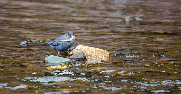 Americký Dipper (Cinclus mexicanus) s rybou ulovenou z mělkého potoka. - Fotografie, Obrázek