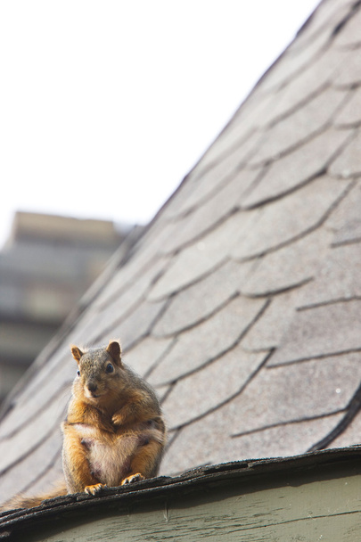 Squirrel on Rooftop Saskatchewan - Photo, Image