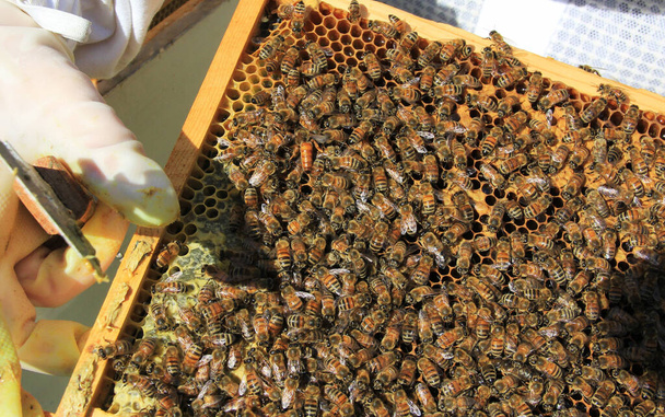 Find the queen bee among her workers on a Langstroth hive frame of brood comb. - Photo, Image