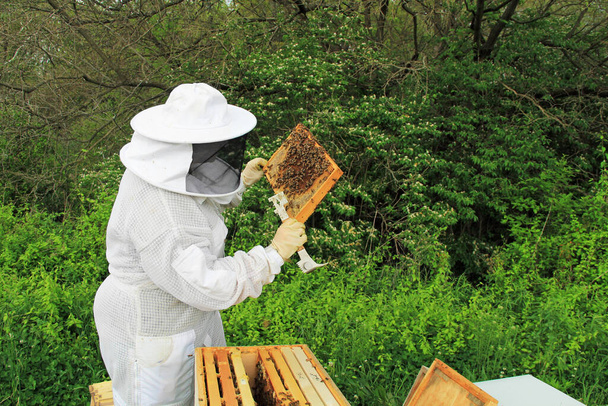 Beekeeper inspecting brood comb and worker bees on a Langstroth beehive frame with green plant copy space. - Photo, Image