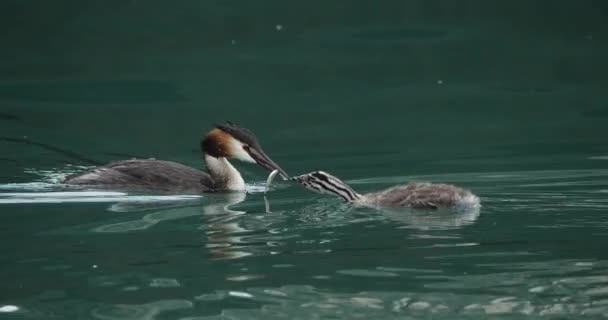Grested grebe with juveniles, (Podiceps cristatus), λίμνη Annecy, Γαλλία - Πλάνα, βίντεο