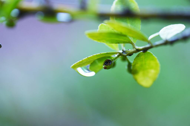 Des gouttes de pluie sur les feuilles. Matériel de référence pendant la saison des pluies. - Photo, image