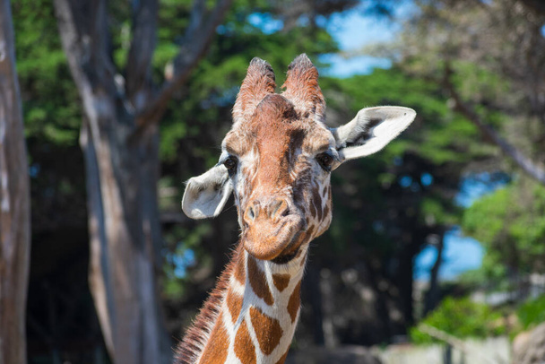 Giraffe head portrait. Giraffe is curiously looking directly at the camera with ears pointing in different directions. Blurred green trees background - Photo, Image