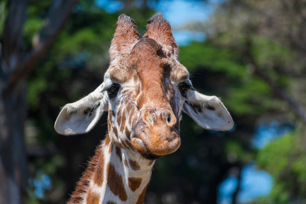 Giraffe head portrait. Sand and disappointed giraffe is looking directly at the camera with ears lowered down. Blurred green trees background. - Photo, Image