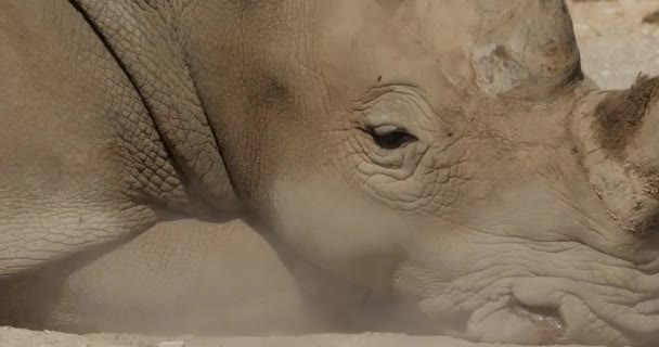 Bílý nosorožec nebo nosorožec se čtvercovými rty, (Ceratotherium simum) - Záběry, video
