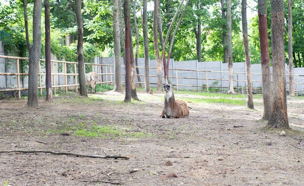 Lama parkta ağaçların arasında dinleniyor. Toynaklı hayvanlar - Fotoğraf, Görsel