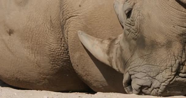 The white rhinoceros or square-lipped rhinoceros, (Ceratotherium simum) - Footage, Video