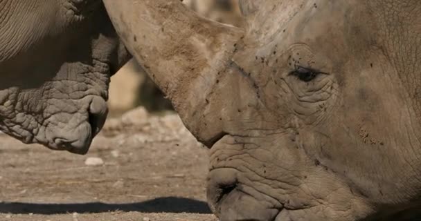 Le rhinocéros blanc ou rhinocéros à lèvres carrées (Ceratotherium simum)) - Séquence, vidéo