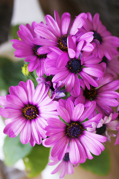 Mooie bloemen, close-up - Foto, afbeelding