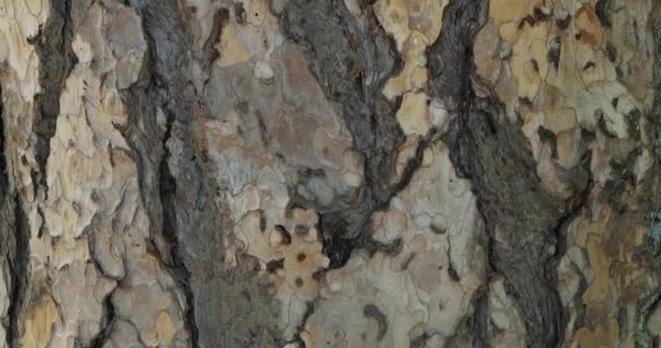 szczegóły dotyczące kory sosny austriackiej lub czarnej (Pinus Nigra) - Materiał filmowy, wideo