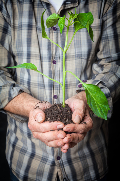 ruce držící, pěstování rostlin - Fotografie, Obrázek