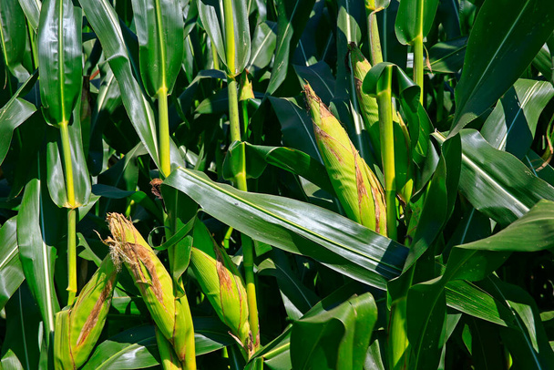 Kukuřičná pole, sklizňová scéna - Fotografie, Obrázek