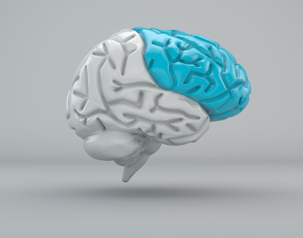 hersenen lobben - Foto, afbeelding