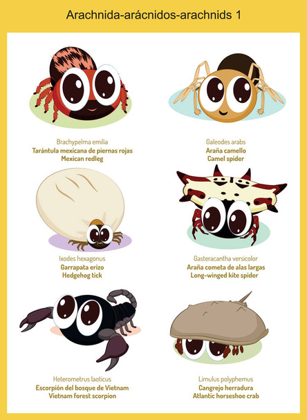 Wild world arachnids cartoons, cute wild animals in vector with scientific name, and common name in English and Spanish - Vector, Image