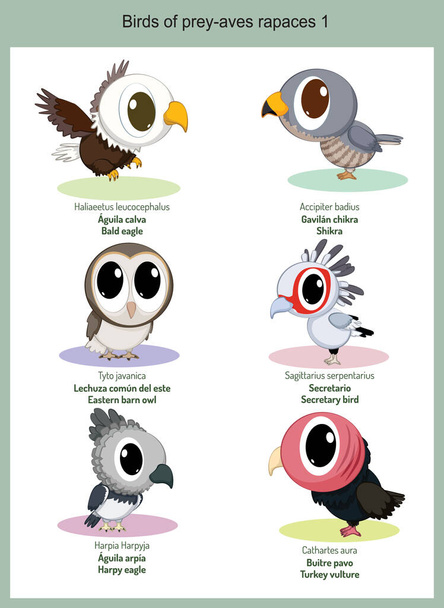 Άγρια πουλιά του κόσμου της θήραμα κινούμενα σχέδια, χαριτωμένα άγρια ζώα σε φορέα με επιστημονική ονομασία, και κοινή ονομασία στα αγγλικά και ισπανικά - Διάνυσμα, εικόνα