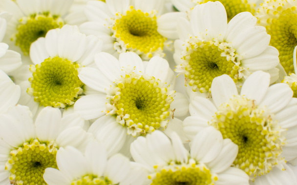 Белые маленькие цветы
  - Фото, изображение