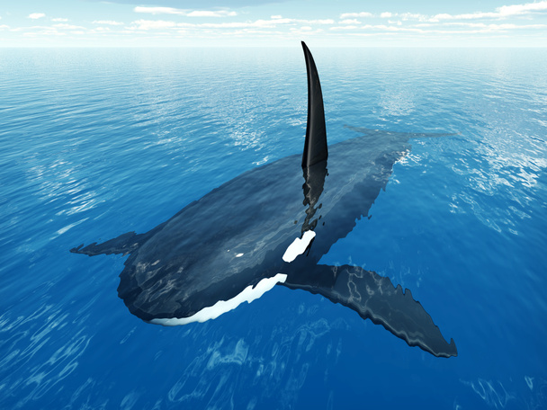 Killer Whale - Photo, Image