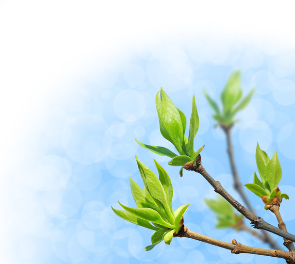 Молоде зелене листя над яскраво-синім небом
 - Фото, зображення