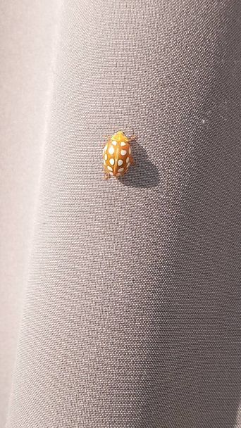 Ladybug amarillo en la naturaleza en Siberia, Ladybug escarabajos. Calvia quatuordecimguttata. - Foto, Imagen