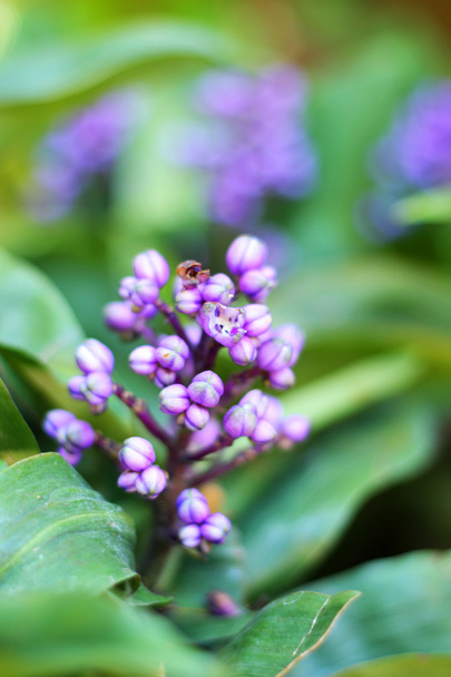 Flores púrpuras en la naturaleza
 - Foto, imagen