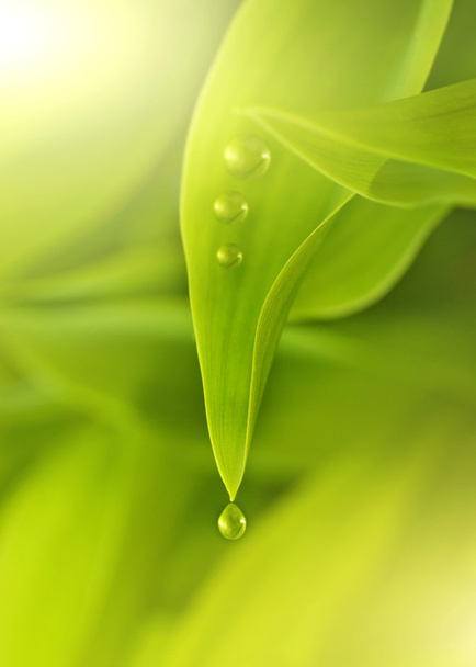 verse groene bladeren met waterdruppels op het - Foto, afbeelding