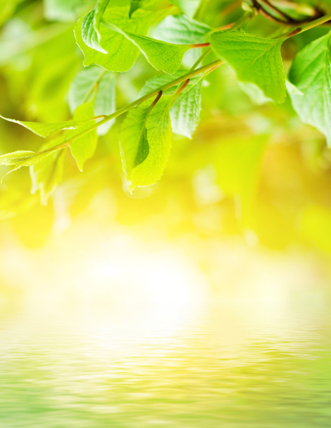 groene bladeren weerspiegeld in de gerenderde water - Foto, afbeelding