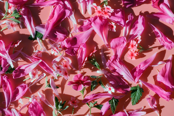 Floración variada de verbena, petunia, patrón de textura peónica. Pétalos naturales agraciados sobre un fondo rosa para el diseño. Vista superior - Foto, imagen